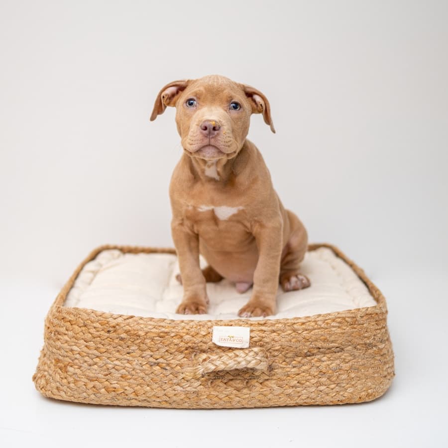 PawRest Orthopedic Dog Bed